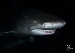 As darkness fell over Tiger Beach we touched down on the ... by Steven Anderson 